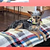 Thumbnail photo of Paco #3