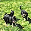 Thumbnail photo of Rosie (Rosie, Daisy and Sprout) #2