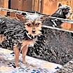 Thumbnail photo of Paco #4
