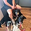 Thumbnail photo of Rosie (Rosie, Daisy and Sprout) #4