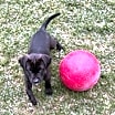 Thumbnail photo of Ham #2