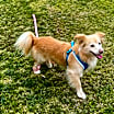 Thumbnail photo of Charlie #2