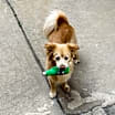 Thumbnail photo of Charlie #3