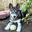 Thumbnail photo of Mira #3
