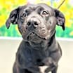 Thumbnail photo of Daisy #1