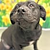 Thumbnail photo of Daisy #3