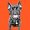 Thumbnail photo of sir #1