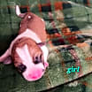Thumbnail photo of Pepper #2