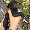 Thumbnail photo of Ozzy #1