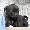 Thumbnail photo of Ozzy #2