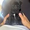 Thumbnail photo of Ozzy #3