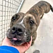 Thumbnail photo of Ruthie #3