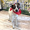 Thumbnail photo of Cody #1