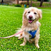Thumbnail photo of Charlie #1
