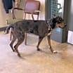 Thumbnail photo of Cal #1