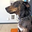 Thumbnail photo of Cal #2