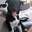 Thumbnail photo of Daisy (Rosie, Daisy and Sprout) #1