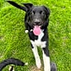 Thumbnail photo of Daisy (Rosie, Daisy and Sprout) #3