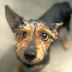 Thumbnail photo of Bentley #1
