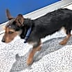 Thumbnail photo of Bentley #2