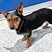 Thumbnail photo of Bentley #3