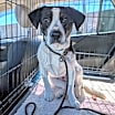 Thumbnail photo of Daisy #2