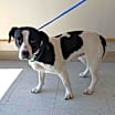 Thumbnail photo of Daisy #3