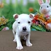 Thumbnail photo of NY Ares (Foster Carmel) #2