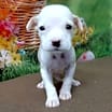 Thumbnail photo of NY Aiden (Foster Carmel) #1