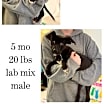 Thumbnail photo of Dexter #1