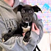 Thumbnail photo of Dexter #2
