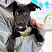 Thumbnail photo of Dexter #4