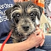 Thumbnail photo of Enzo #1