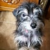 Thumbnail photo of Enzo #2