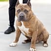 Thumbnail photo of Boone #2