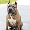 Thumbnail photo of Boone #3