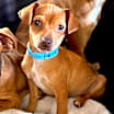 Thumbnail photo of Capone pup #2