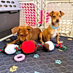 Thumbnail photo of Capone pup #3