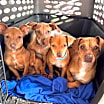 Thumbnail photo of Capone pup #4