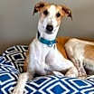 Thumbnail photo of Pepper Jack #1