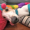 Thumbnail photo of Pepper Jack #3