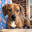 Thumbnail photo of Jax #2