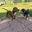 Thumbnail photo of Jax #4