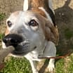 Thumbnail photo of Ziggy #1