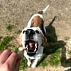 Thumbnail photo of Ziggy #2