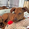 Thumbnail photo of Rosetta pup #3