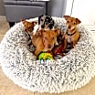 Thumbnail photo of Rosetta pup #4