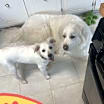 Thumbnail photo of Palmer #2