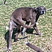 Thumbnail photo of Millie (Sol’s Pups 3) #2