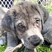 Thumbnail photo of Millie (Sol’s Pups 3) #3